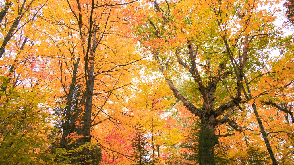 Summerlike weekend on tap in Twin Cities; fall returns early next week — WCCO / CBS Minnesota, Medina Community news
