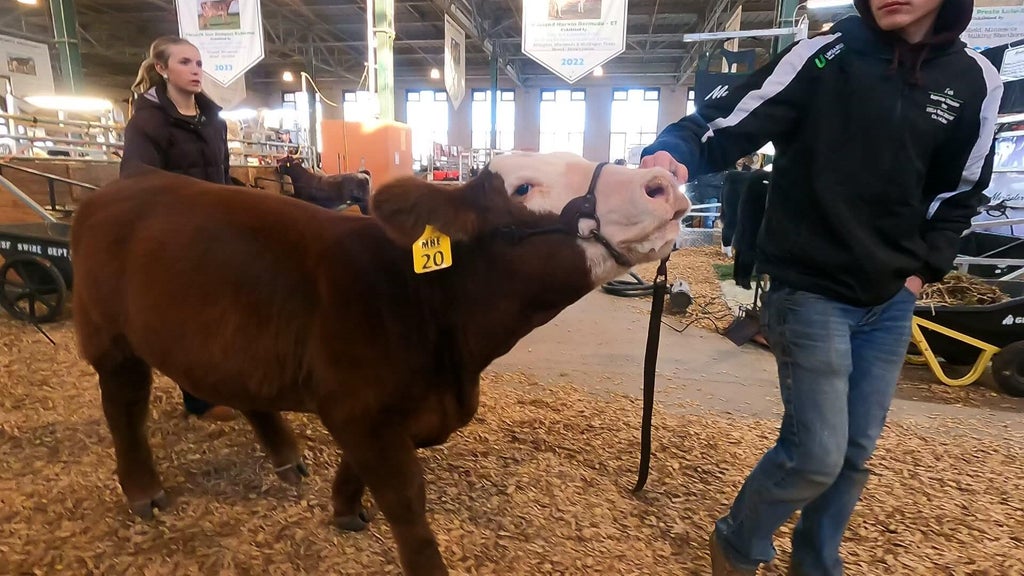Spotlight on beef as Minnesota midterms near — WCCO / CBS Minnesota, Medina Community news