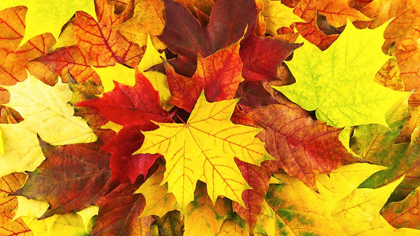 Cooler, quieter fall weather returns Tuesday in the Twin Cities — WCCO / CBS Minnesota, Medina Community news