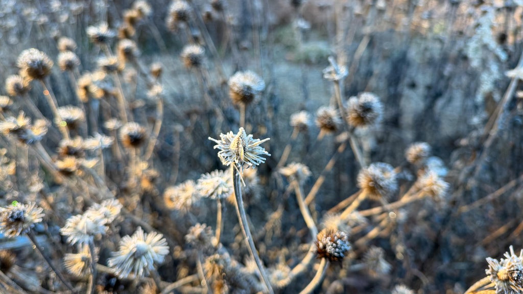 Breezy winds bring cool air to Minnesota, with first frost possible in the metro Friday night — WCCO / CBS Minnesota, Medina Sports news