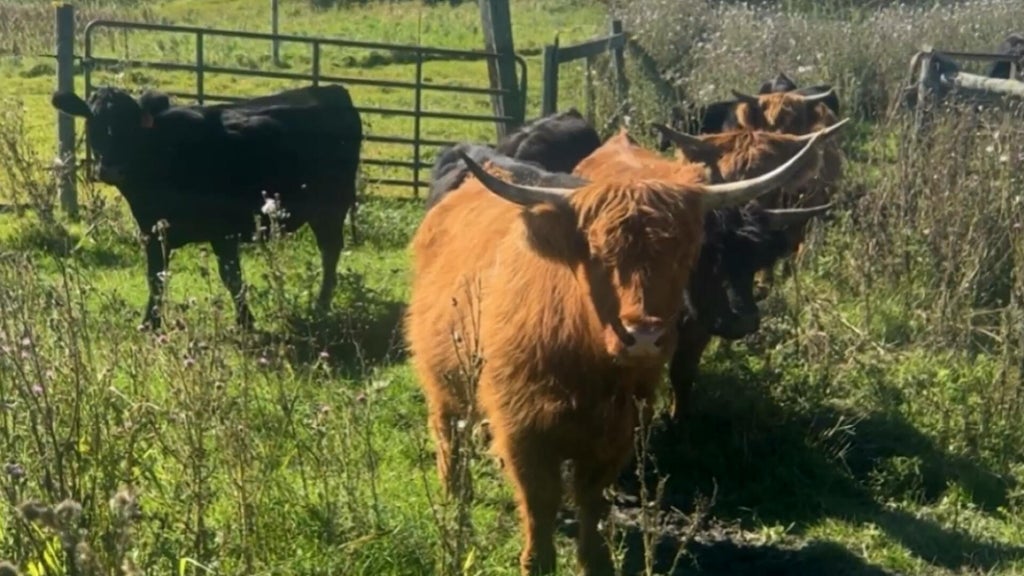 Minnesota farmer calls for thief to return nearly a dozen cows: "You're going to go to jail" — WCCO / CBS Minnesota, Medina Community news