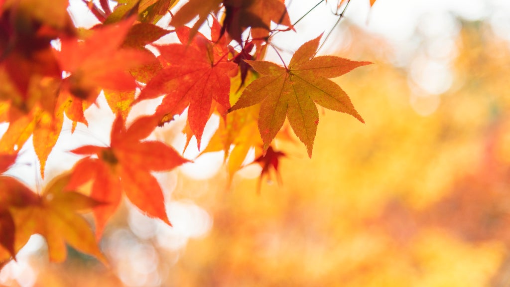 More sunny, mild late October weather in Minnesota Tuesday — WCCO / CBS Minnesota, Medina Business news
