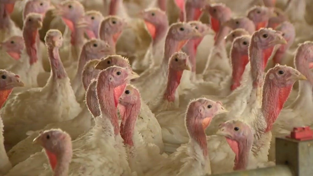 Bird flu confirmed in Barron County, Wisconsin, commercial poultry flock — WCCO / CBS Minnesota, Medina Real Estate news