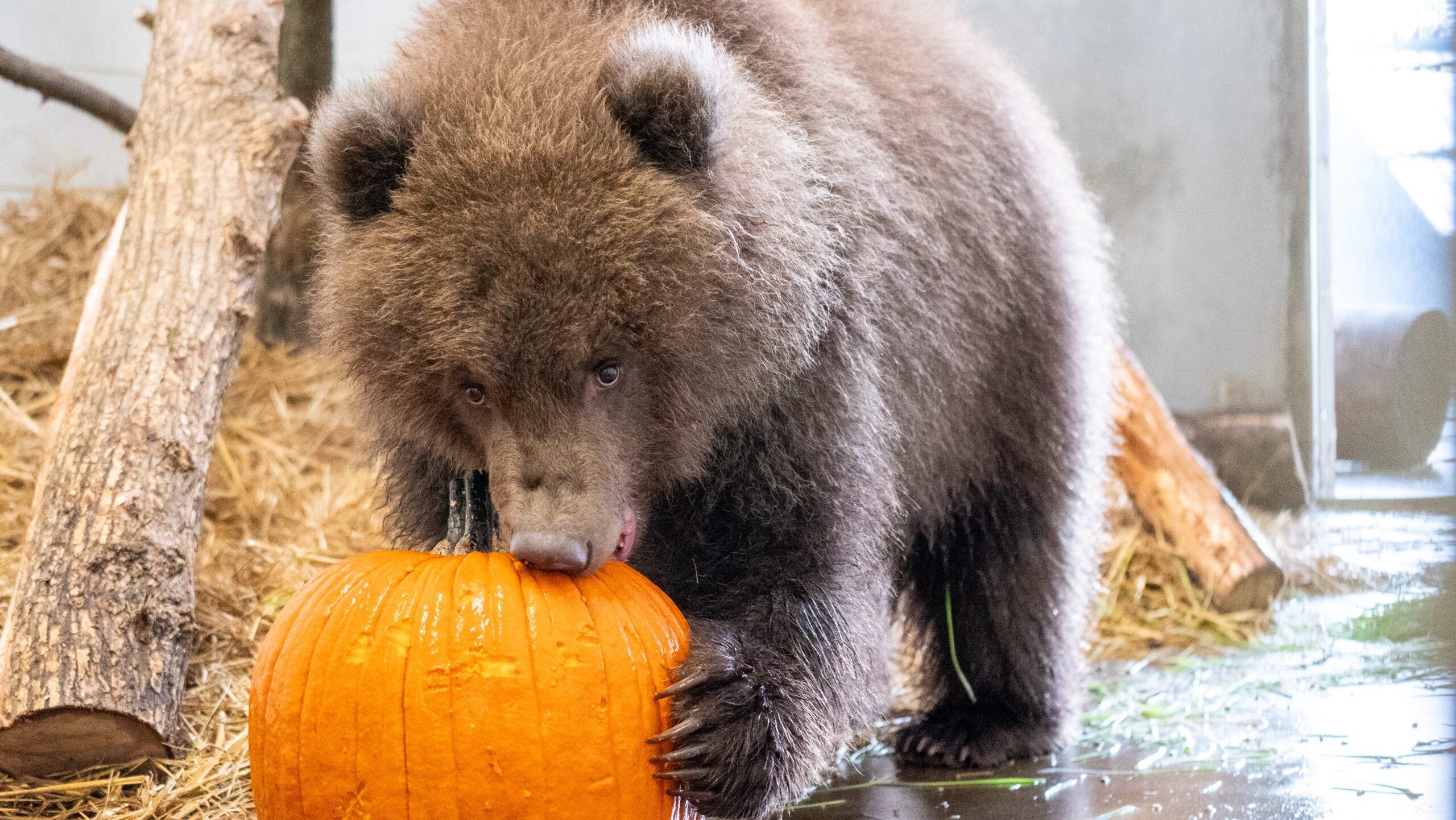 Minnesota Zoo welcomes 3 orphaned brown bear cubs rescued from Alaska — Medina Health news