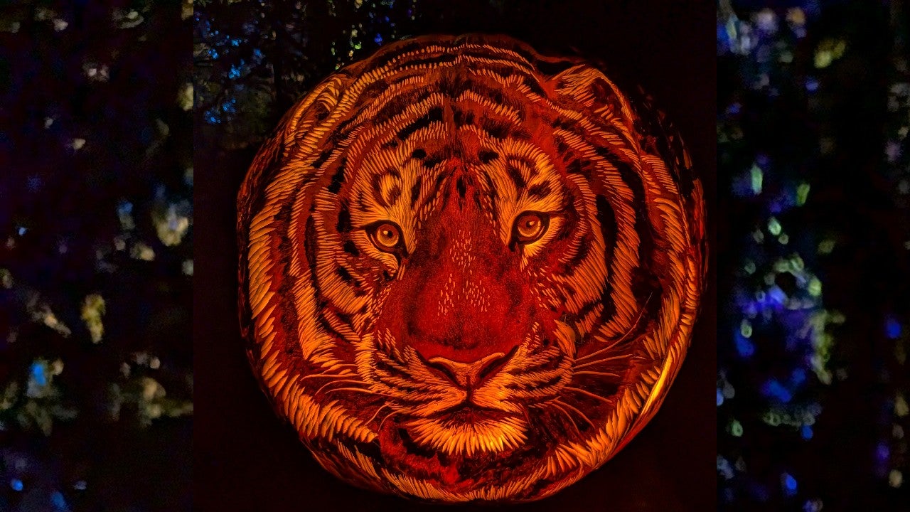 Behind the scenes of pumpkin carving at the Minnesota Zoo — KSTP 5, Medina Arts news