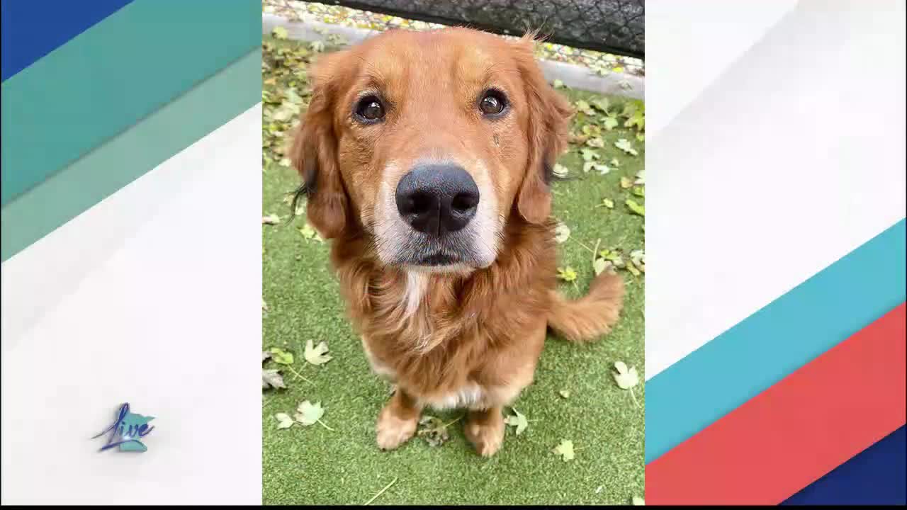 Adopt a Dog Month: Golden Retrievers — KSTP 5, Medina Community news