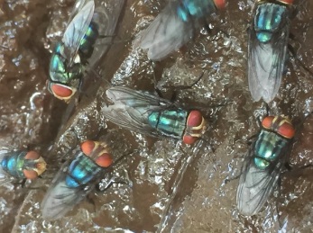 Odor complaints target Mexico’s screwworm fly facility — KFGO, Medina Schools news
