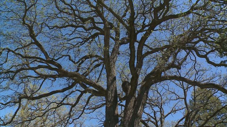 How to keep your oak trees healthy — KARE 11 Local, Medina Health news