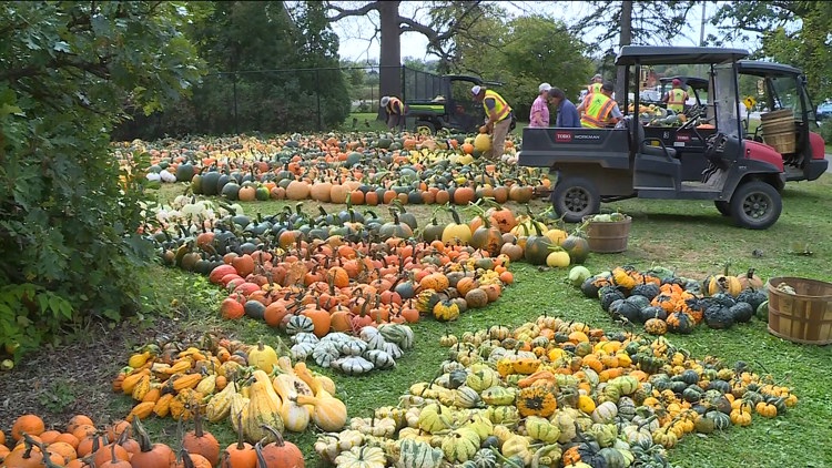 Pumpkin 101: Best to cook, carve & display — KARE 11 Local, Medina Community news