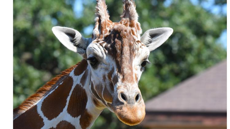 Como Zoo mourns loss of beloved giraffe, 'Skeeter' β Medina Community news