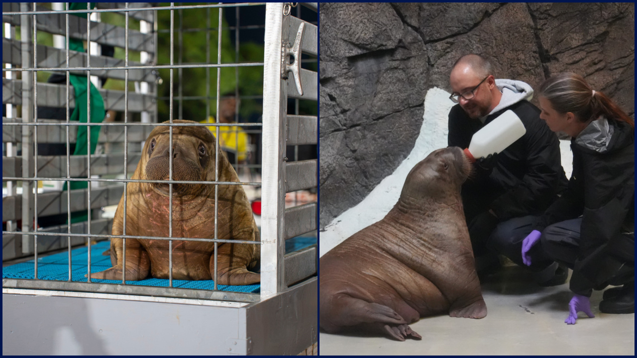 Orphaned baby walrus in Alaska flown 4,800 miles to new home in Florida — FOX 9, Medina Community news