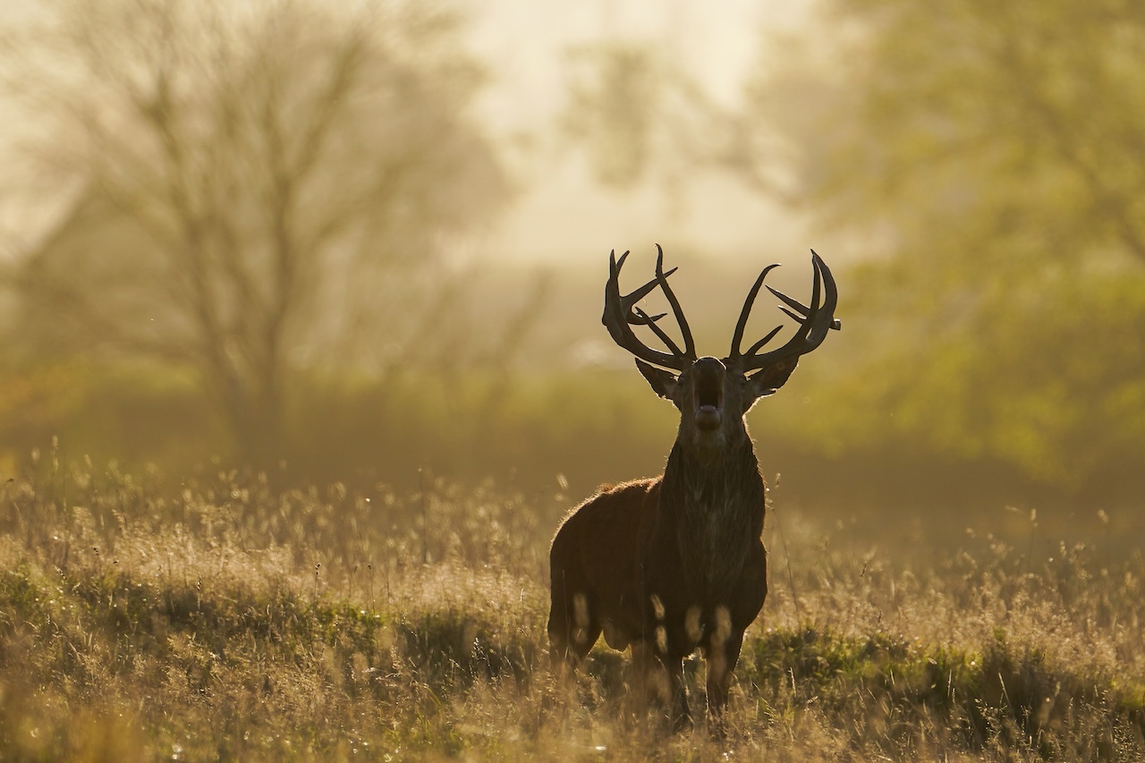 Deer-related crashes spike in the fall. Here's why. — FOX 9, Medina Sports news