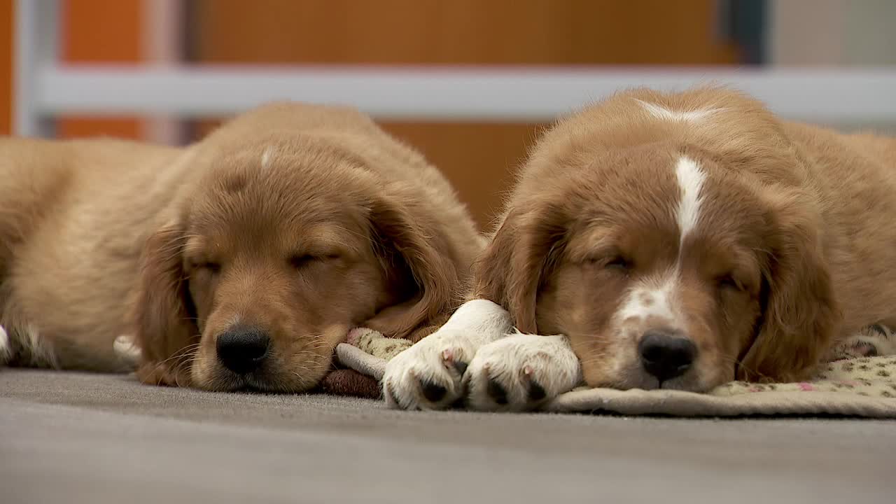 36 dogs rescued from unlicensed breeder in Cass County — Medina Community news