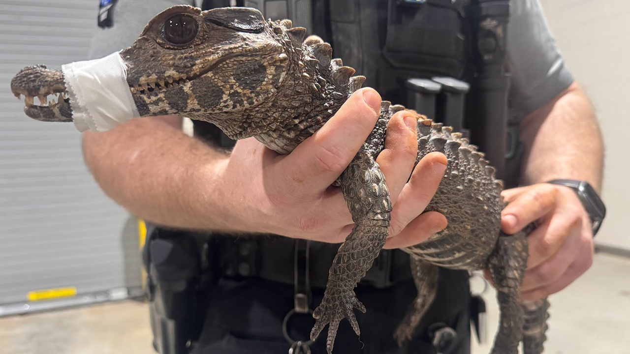Watch: Deputies in Oklahoma capture escaped caiman after months on the loose — FOX 9, Medina Community news